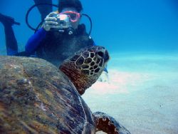 turtle and diver. maui, hawaii by Todd Meadows 